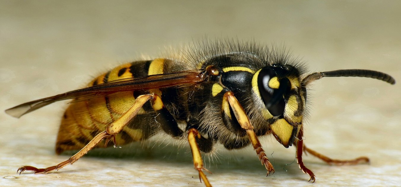 Nú skulu vespudrotningarnar týnast